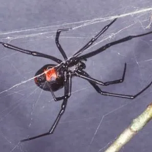 thumbnail for publication: Southern Black Widow Latrodectus mactans (Fabricius) (Arachnida: Araneae: Theridiidae)